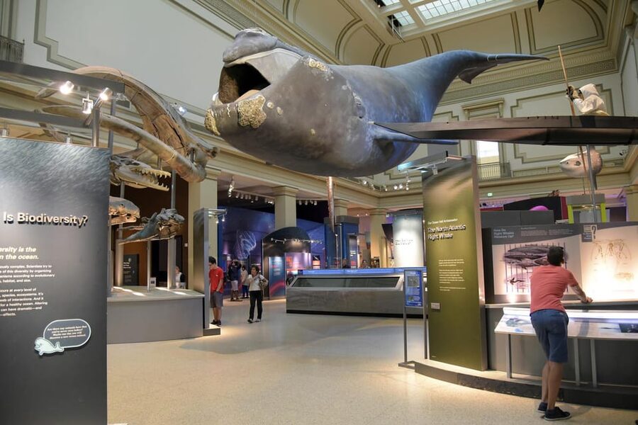American History/Natural History Museum Combo Guided Tour - The national anthem moment: more than a flag