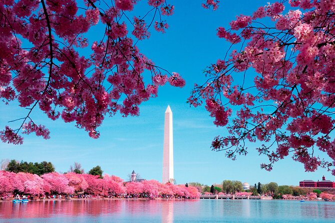 Cherry Blossom & Monuments Tour with Washington Monument, Museums - Key Highlights You Should Know