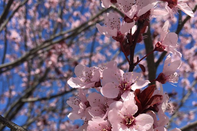 DC Kenwood Cherry Blossoms Half-Day Small Group Tour - Key Points Before You Go