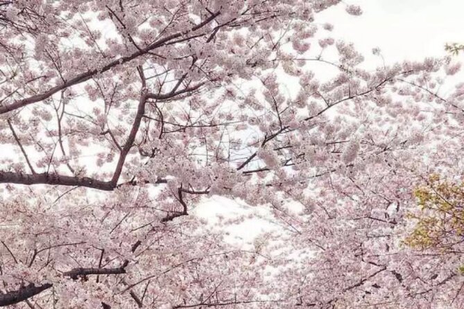 DC Kenwood Cherry Blossoms Half-Day Small Group Tour - Kenwood Cherry Blossoms: 90 Minutes of Quiet Pink