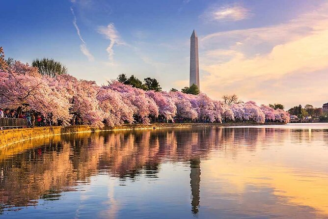 DC Kenwood Cherry Blossoms Half-Day Small Group Tour - Comfort Checklist: What to Bring for a Smooth Cherry Blossom Walk