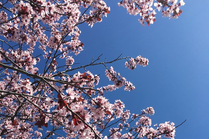 DC Kenwood Cherry Blossoms Half-Day Small Group Tour - Who This Half-Day Kenwood Tour Fits Best