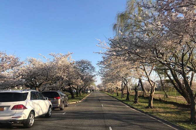 DC Kenwood Cherry Blossoms Half-Day Small Group Tour - What the Guide Does With You Before and After