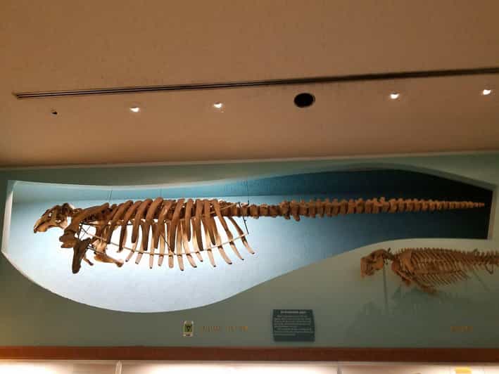 Guided Tour of The Natural History Museum - Why this 2.5-hour Natural History Museum tour feels like smart value