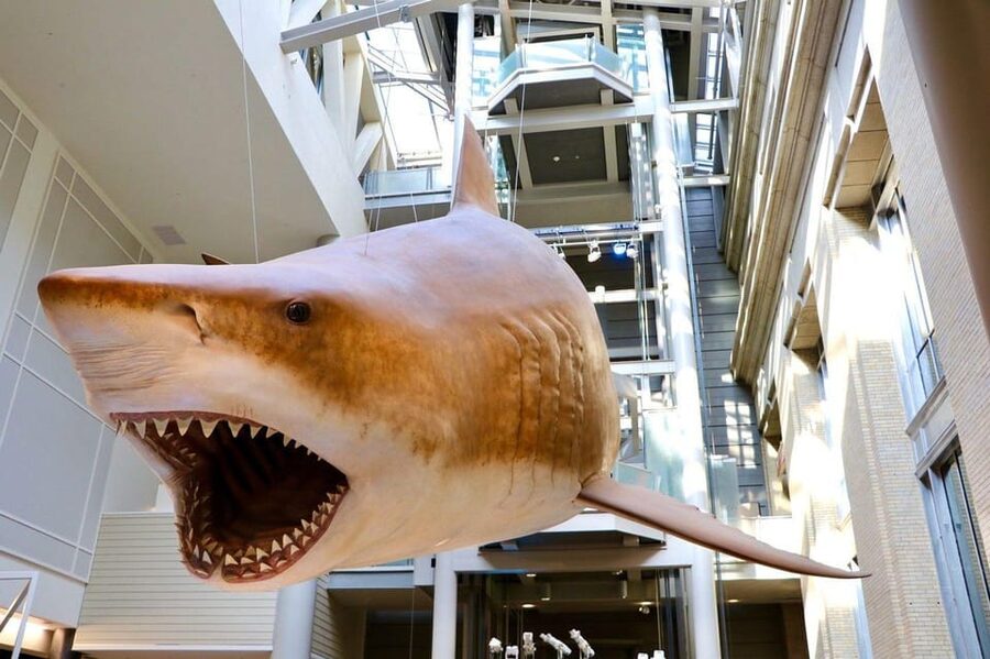 Guided Tour of The Natural History Museum - Should you book this guided tour of the Natural History Museum?