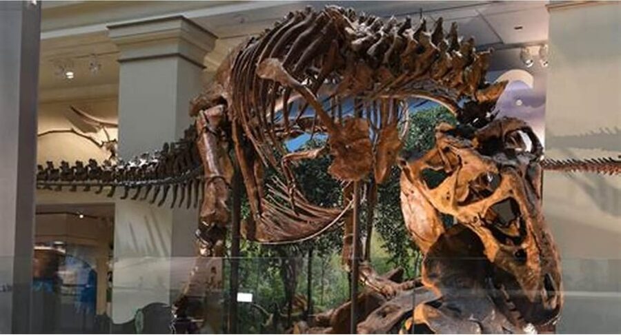 Guided Tour of The Natural History Museum - FAQ