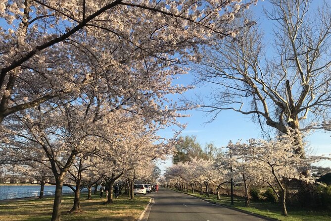 NYC to D.C Day Trip: Thomas Jefferson Memorial to Cherry Blossoms - Photo stops beyond Jefferson: MLK Jr. Memorial and guided angles