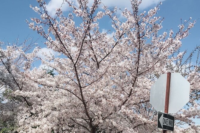 NYC to D.C Day Trip: Thomas Jefferson Memorial to Cherry Blossoms - The long drive part: what’s included, what’s not, and how that affects your comfort