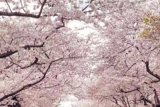 NYC to D.C Day Trip: Thomas Jefferson Memorial to Cherry Blossoms - Price of $143: is this a good value or just a convenient label?