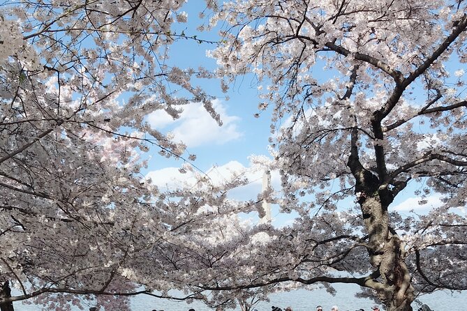 NYC to D.C Day Trip: Thomas Jefferson Memorial to Cherry Blossoms - What you should bring so the day feels good, not exhausting