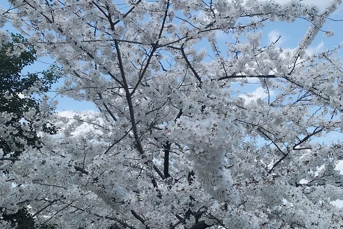 NYC to D.C Day Trip: Thomas Jefferson Memorial to Cherry Blossoms - Pace, timing, and how to avoid the most common day-trip frustration
