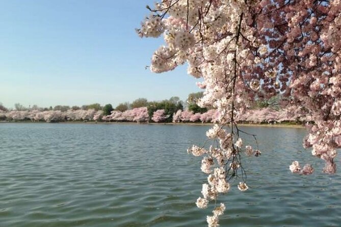 NYC to D.C Day Trip: Thomas Jefferson Memorial to Cherry Blossoms - Jefferson Memorial at the Tidal Basin: the first big photo moment