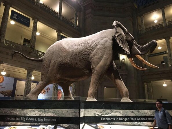 Smithsonian Museum of Natural History - Exclusive Guided Tour - How an Exclusive Smithsonian Tour Saves You From Museum Fatigue