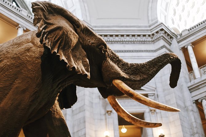 Smithsonian Museum of Natural History - Exclusive Guided Tour - The Best Part Isn’t the List: It’s the Human Storytelling