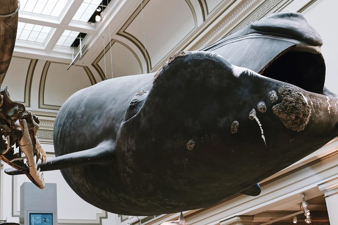 Smithsonian Museum of Natural History Small Group Tour: 8ppl Max - Price and Value: $89.67 for a Guided Route That Saves Brainpower