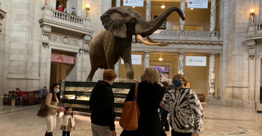 Smithsonian National Museum of Natural History Guided Tour - Why This Smithsonian Highlights Tour Works When Time Is Tight