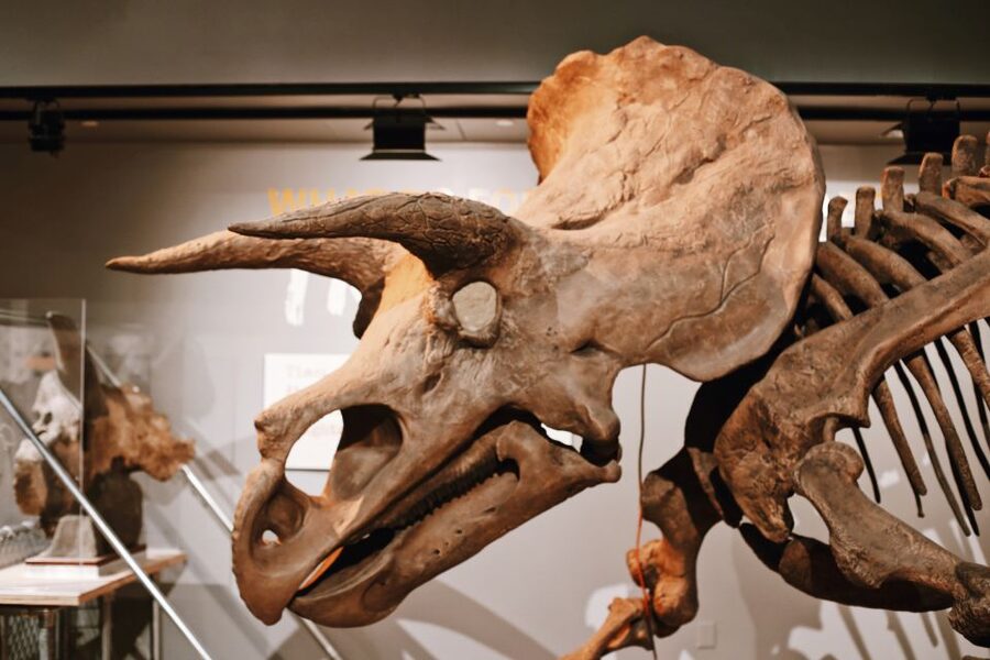 Smithsonian Natural History + Air & Space Museum Tour 8ppl - Skip-the-line value: time saved at two busy museums