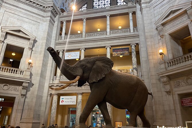 Smithsonian Natural History Museum Semi-Private Guided Tour - Inside the Smithsonian: Hope Diamond, Capitol stones, and the big-story approach