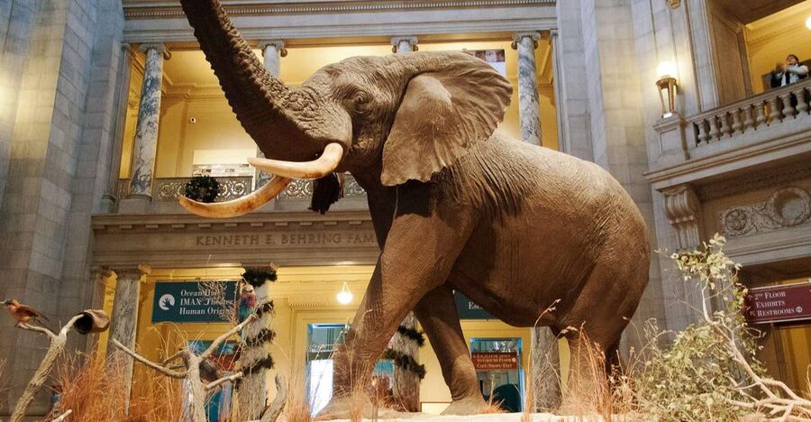 Smithsonian Natural History Museum Tour Semi-Private 8ppl - Ocean, gems, fossils, whales, mummies: the value is the mix