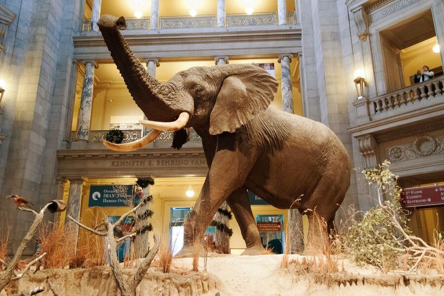 Smithsonian Natural History Museum Tour Semi-Private 8ppl - Gems first: the Hope Diamond and the Dom Pedro Aquamarine experience