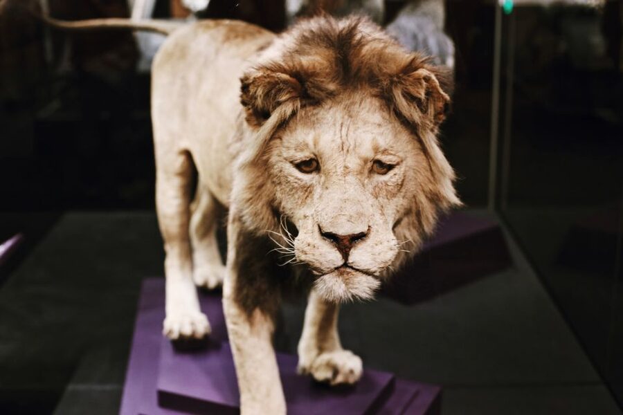 Smithsonian Natural History Museum Tour Semi-Private 8ppl - Real mummies and the science behind them