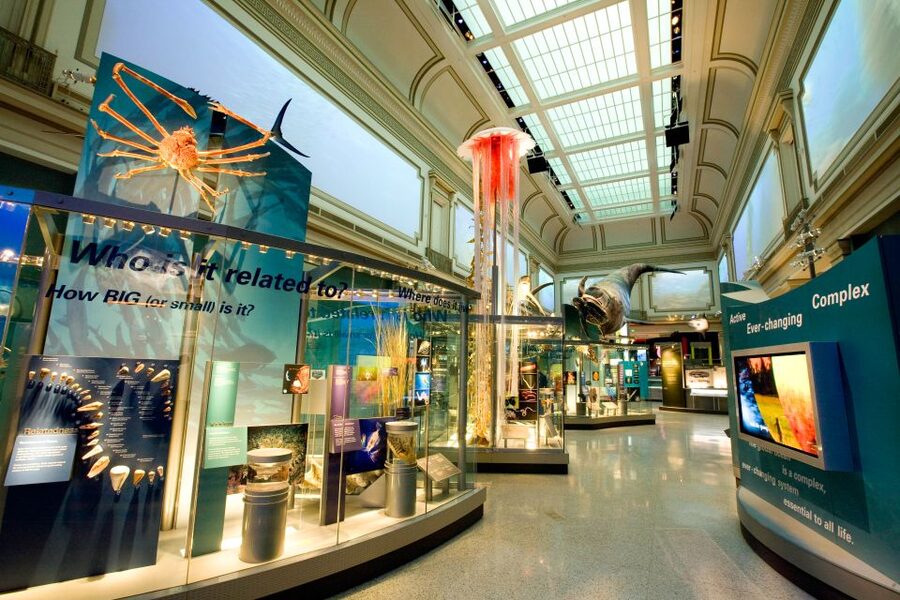 Smithsonian Natural History Museum Tour Semi-Private 8ppl - Land giants: giraffes, elephants, polar bears, and what to watch for