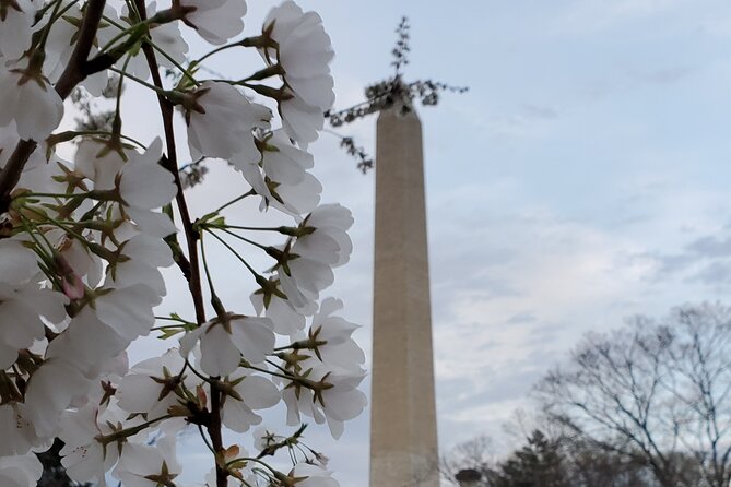 The DC Cherry Blossom Bus Tour with Tidal Basin Guided Walk - Lincoln Memorial and Martin Luther King Jr. Memorial: the story behind the photos