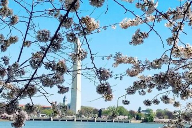The DC Cherry Blossom Bus Tour with Tidal Basin Guided Walk - White House stop outside: quick views, no entry