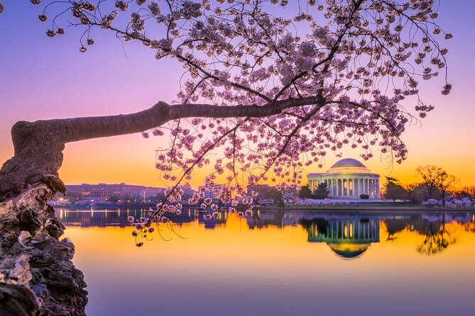 Cherry blossoms along the Tidal Basin, Washington DC