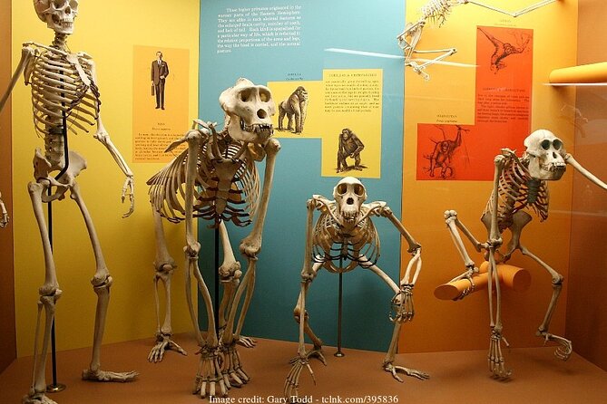 Two Smithsonian Museums Private Tour: American & Natural History - Natural History Museum: Hope Diamond, T-Rex, and ocean scale