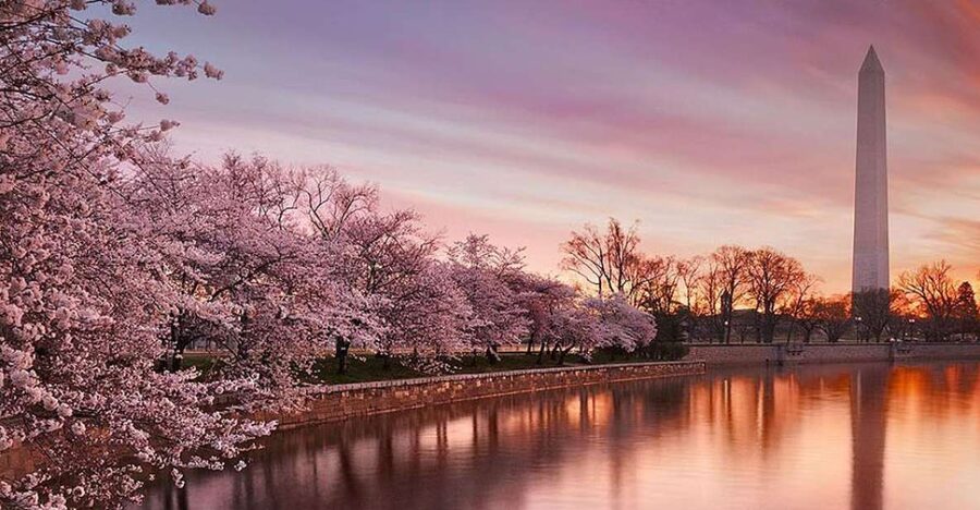 Washington: Cherry Blossom Tour - Key Takeaways