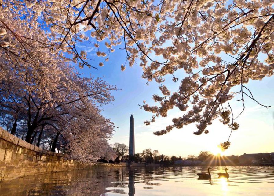 Washington: Cherry Blossom Tour - Starting at the U.S. Navy Memorial: A Smart Launch Point