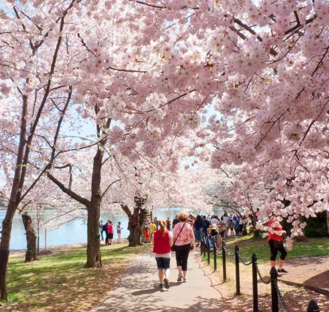Washington DC: Cherry Blossom Walking Tour - Small group energy and the guide effect