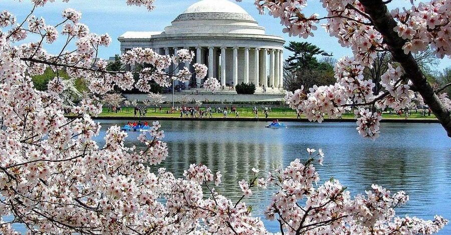 Washington DC: Cherry Blossom Walking Tour - Starting at Washington Monument Lodge: Metro makes this easy