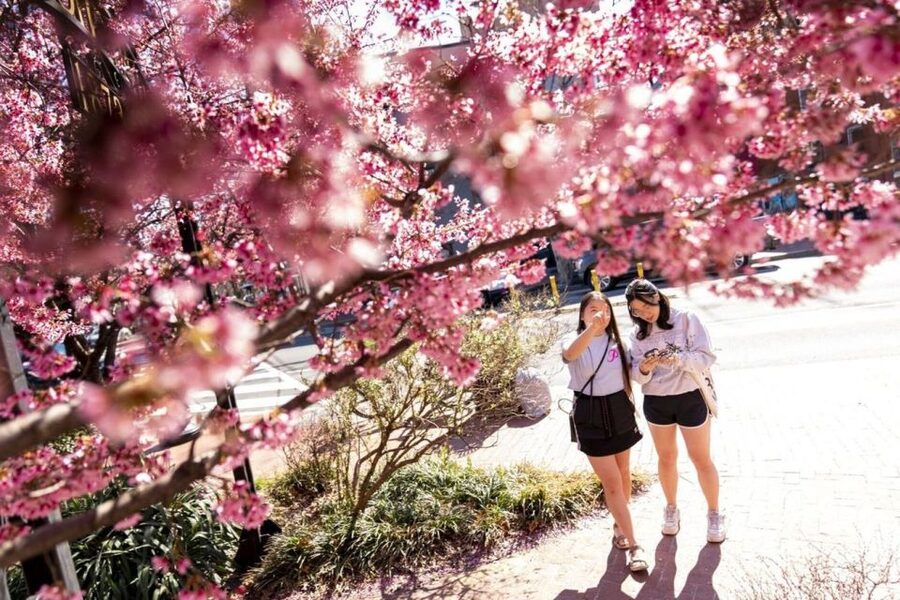 Washington DC: Cherry Blossom Walking Tour - Franklin Delano Roosevelt Memorial: Following the era