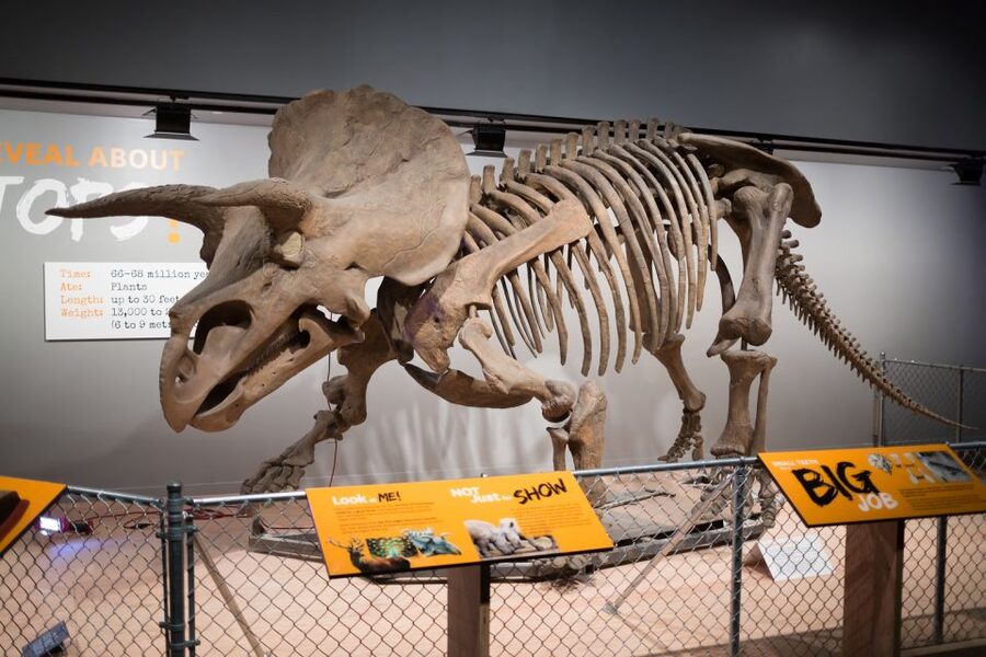 Washington DC: Museum of Natural History Private Guided Tour - Key highlights to know before you go