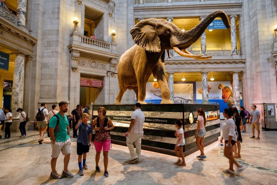 Washington DC: Museum of Natural History Private Guided Tour - Dinosaur Hall and the mummies: the route’s emotional payoff