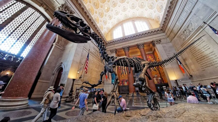 Washington DC: Museum of Natural History Private Guided Tour - The insect zoo: hands-on time that beats passive sightseeing