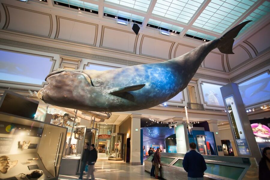 Washington DC: Museum of Natural History Private Guided Tour - Natural gems and minerals, plus early civilizations (time permitting)