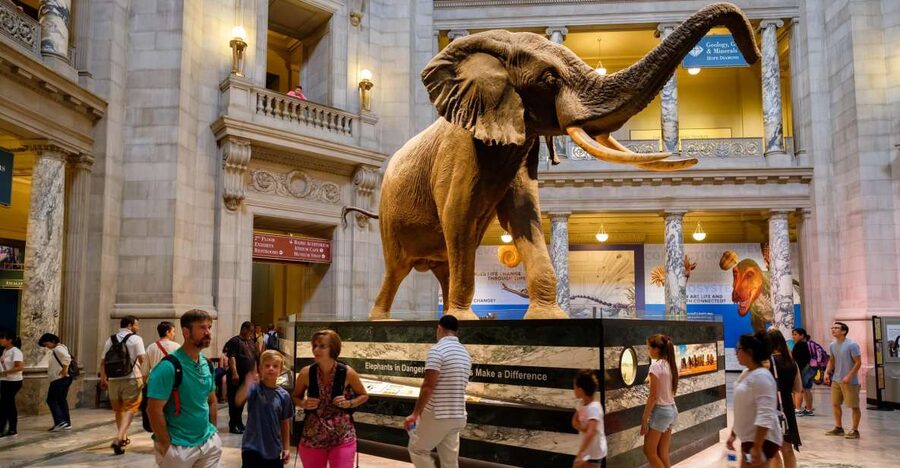 Washington DC: Museum of Natural History Private Guided Tour - Where to meet: 10th St. & Constitution Ave entrance