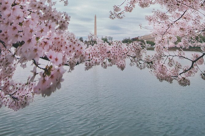 Washington DC Private Guided Bus Day Tour with Step Off Guide - Jefferson Memorial and the Tidal Basin: cherry trees nearby